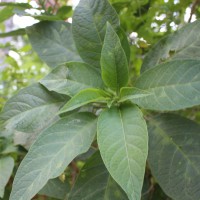 Brugmansia suaveolens (Humb. & Bonpl. ex Willd.) Sweet